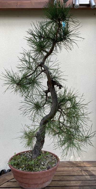 Pin sylvestre