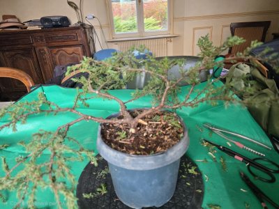 Cascade juniperus commun