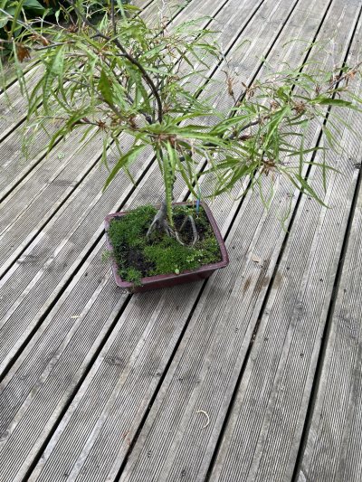 Fagus laciniata Mercedes