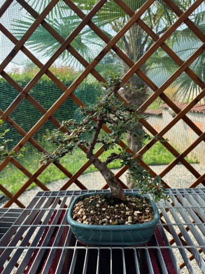Cotoneaster perenne maestro