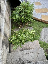 Beschneiden - 26.05.22 - Photo 1/1