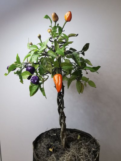 Piment Chinese 5 Colors