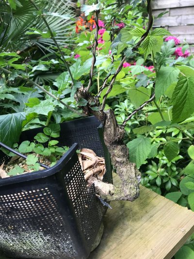 Aubépine cascade