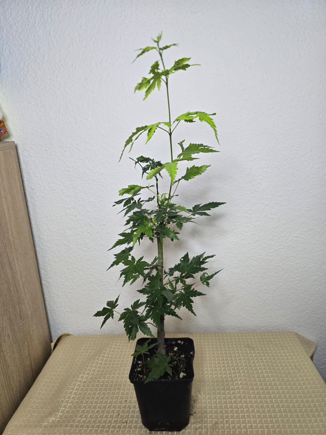 Photo 20