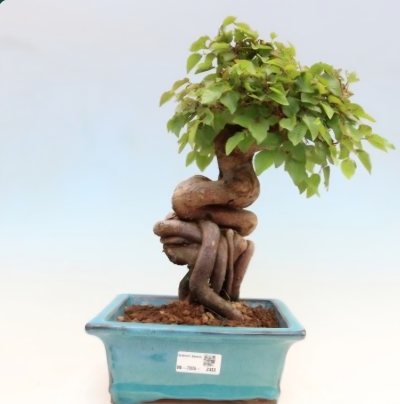 16 Koreanische Hainbuche kackend