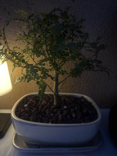 Ma beauté