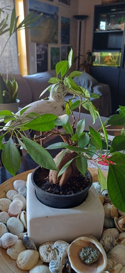 Ficus_01