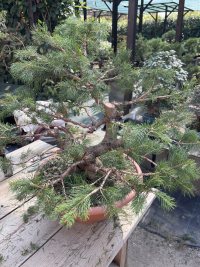 Poda i filferrat - 26/9/26 - Photo 1/2