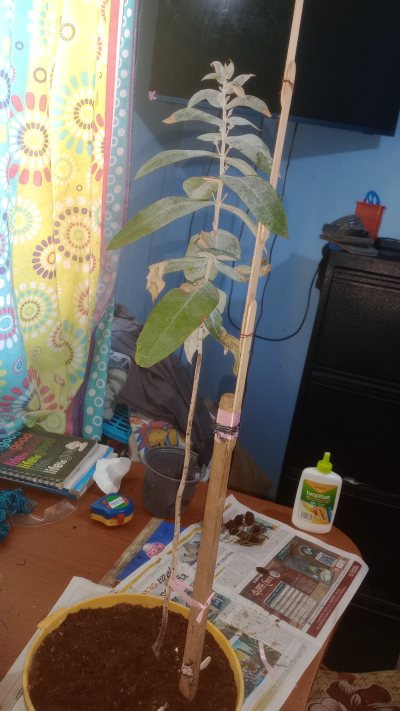 Primer bebe