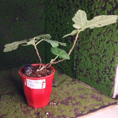 Смоковница обыкновенная 🌳 СОб01 ~○⌑
