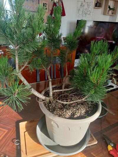 Pinus mugo