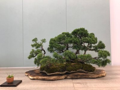 Forêt de juniperus