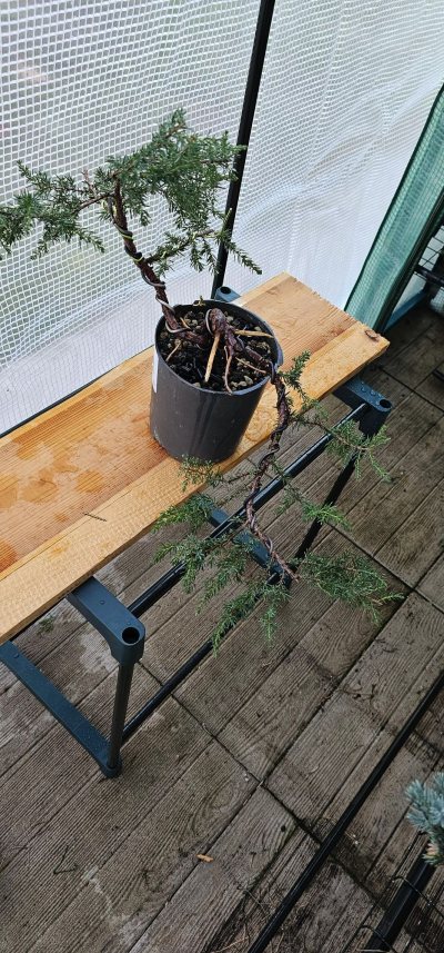 Squamatta cascade