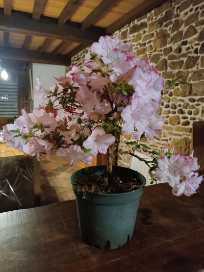 Azalée japonica " Vibrant"