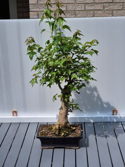 6. Acer buergeranium (Drietandsesdoorn)