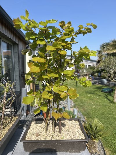 Bosquet hêtres