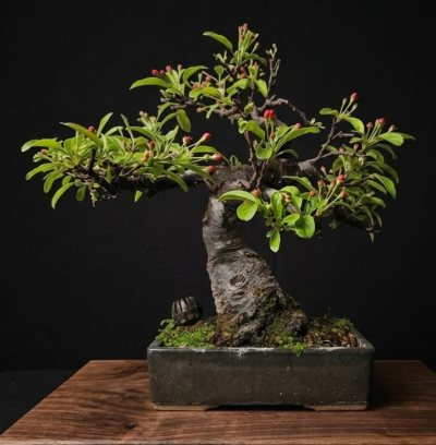 Malus sieblodi