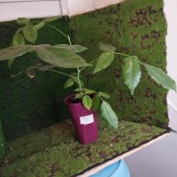 Pengamatan - 24/02/26 - Photo 1/1