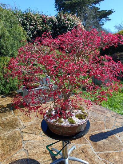 Érable palmatum