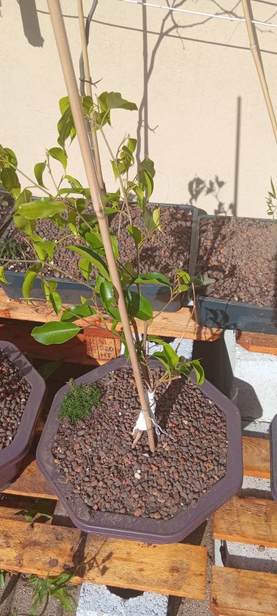 Ficus benjamin