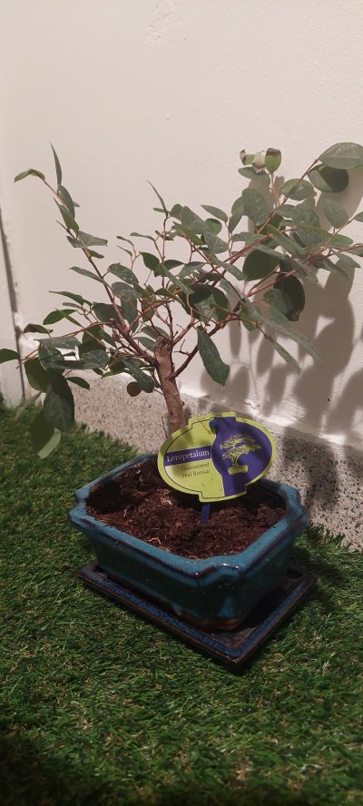 Loropetalum rubra