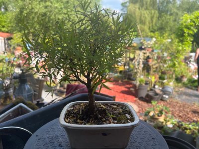 Spirea Thunbergi