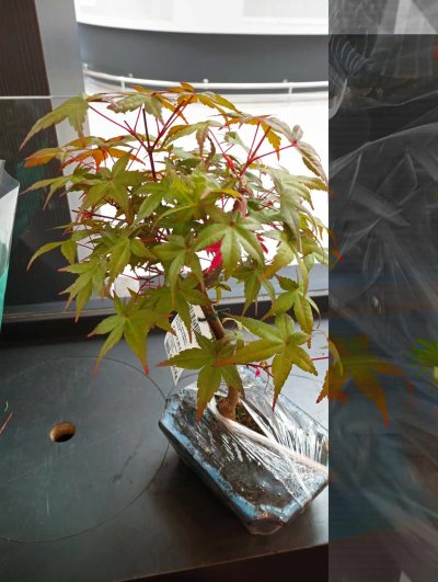 Acer deshojo #1
