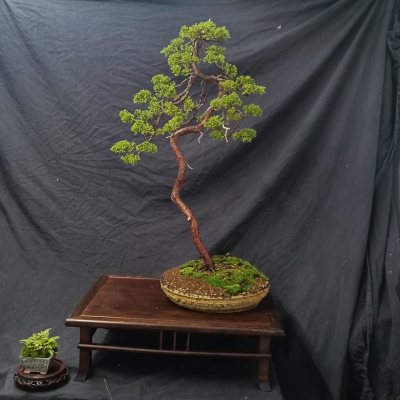 Juniperus lettre