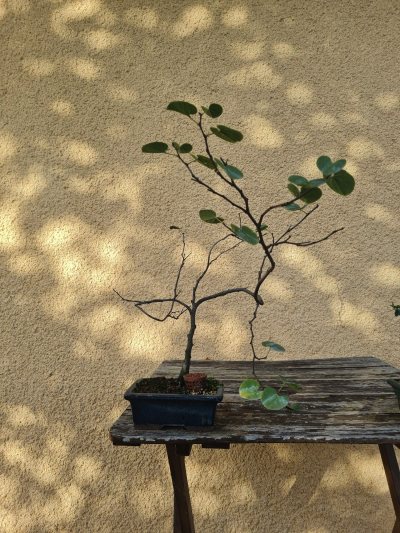 Arbre de judee