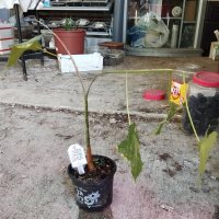 Omplantning - 17.07.2026 - Photo 1/1