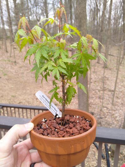 Japanese maple, Dwarf
