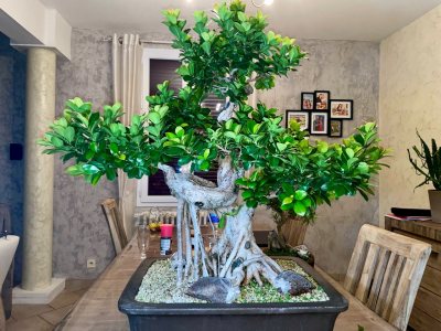 Ficus Retusa