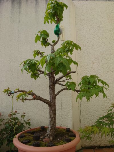 Liquidambar