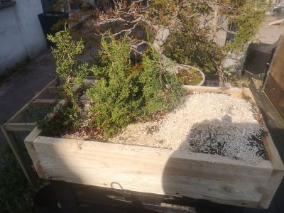 Juniperus radeau