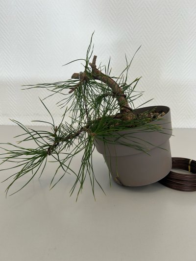 Pin sylvestre Chinon 05