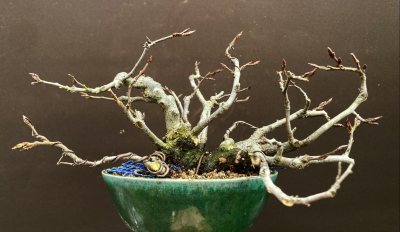 Shohin multitronc Charme