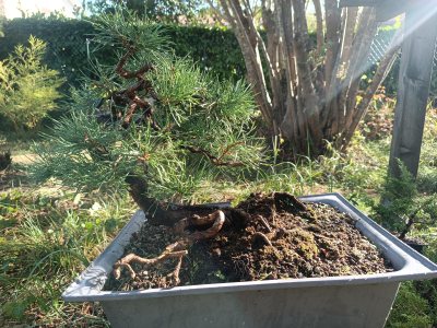 Pinus sylvestris 034
