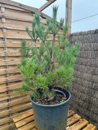 Pin Sylvestre Watereri