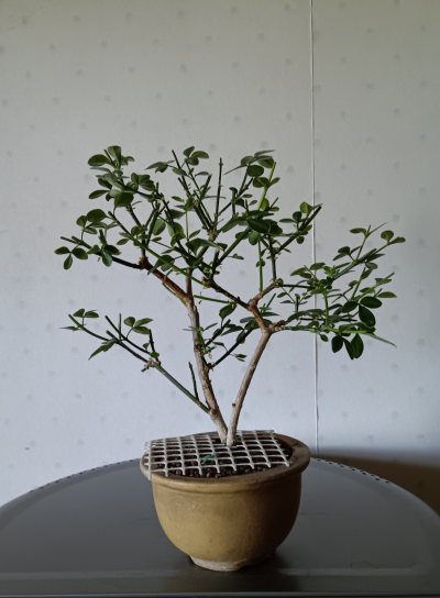 Jasminum