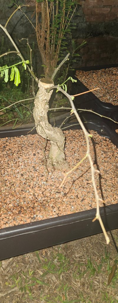 Piteco Dumosmm SP