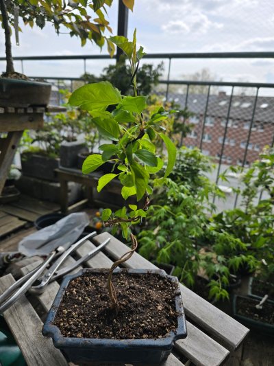 Apfel Wellant selbst gezogen 001