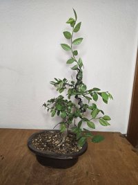 Drahtung - 14.05.25 - Photo 1/4