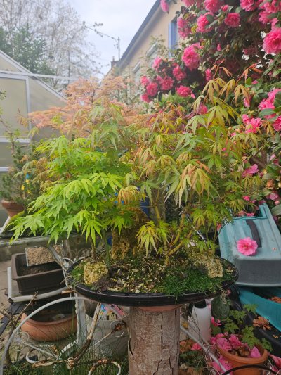 Petite forêt d'érables