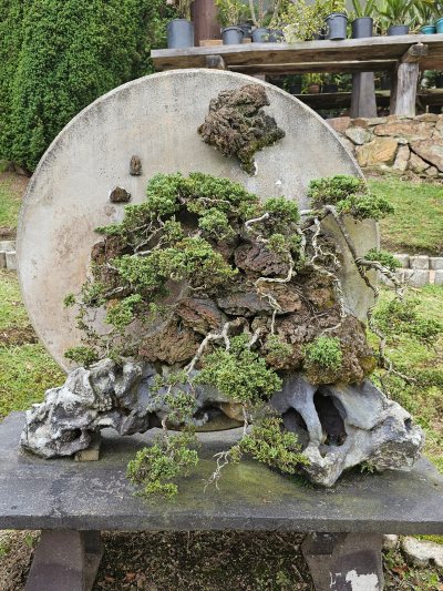 Escultura Pino Estrellita
