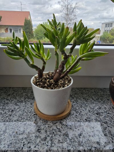 Crassula ovata 'Gollum' klein