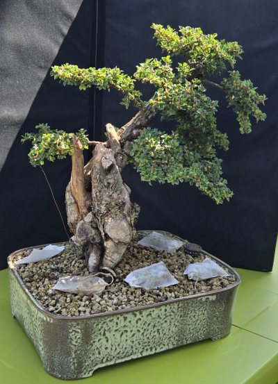 Cotoneaster MEHMET