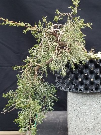 Juniperus cascade 2