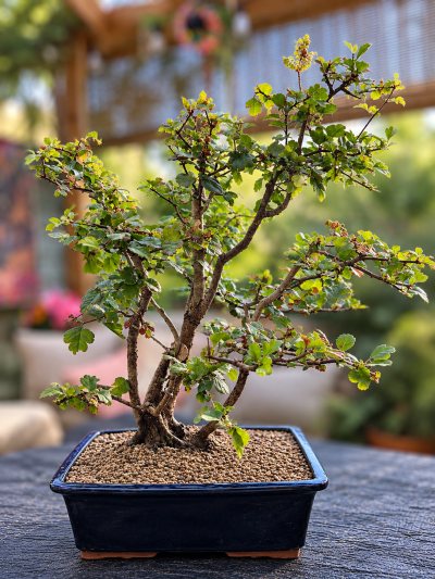 Aubépine
