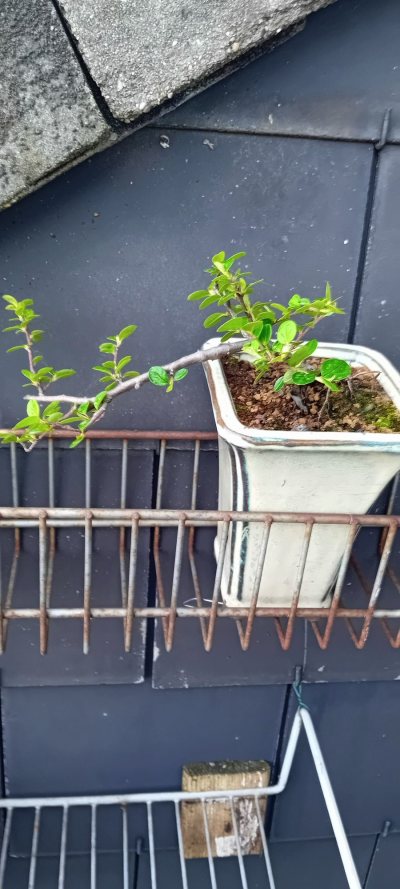 Cotoneaster semi-cascade