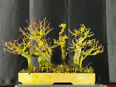 Forêt Érables avec un mort